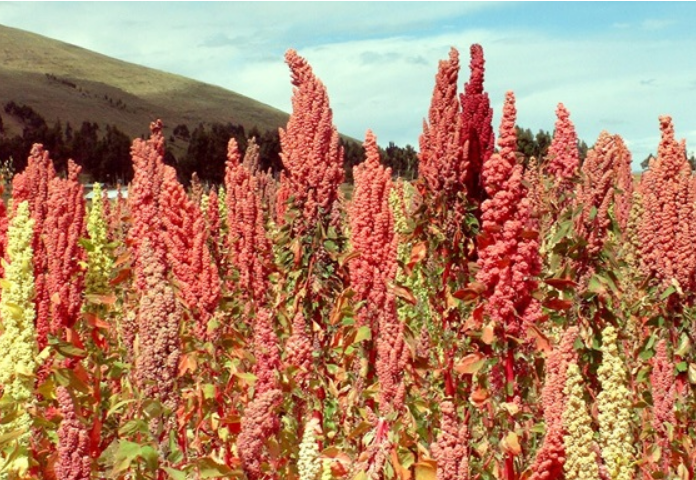 organic quinoa farming