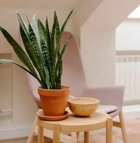 House Plants That Purify Air Snake Plant