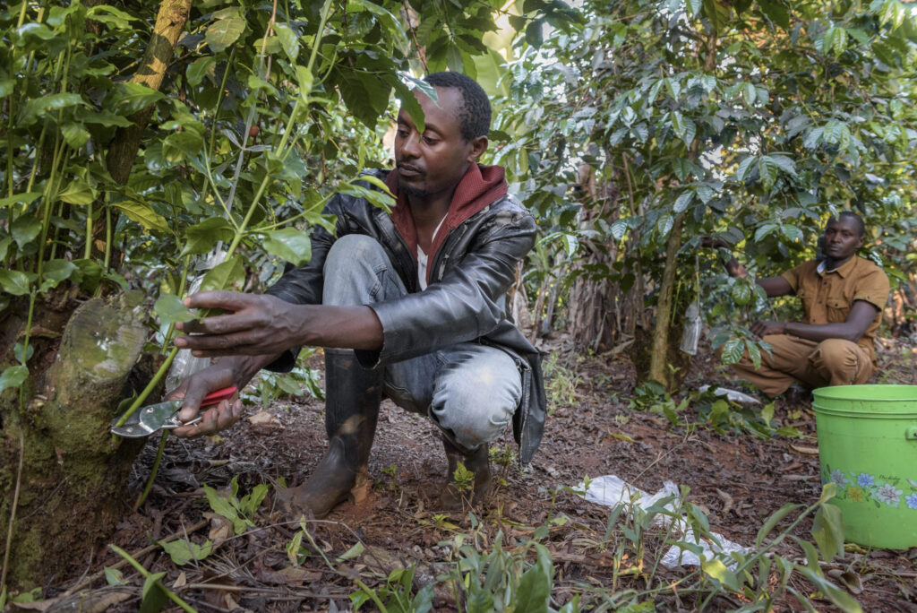 farmers harvesting sustainable coffee ethical coffee