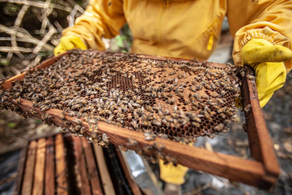 farmer-urban-beekeeping