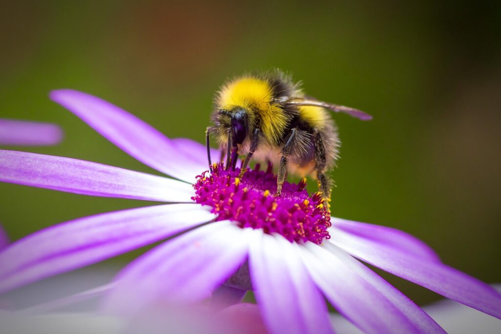 bee-on-flower-urban-beekeeping