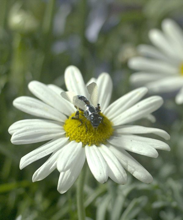 black-mirror-urban-beekeeping