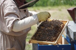 urban_beekeping