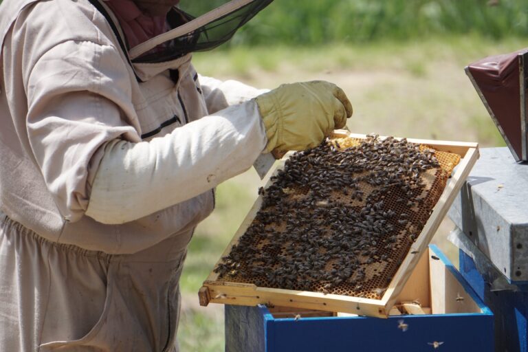 The Rise of Urban Beekeeping urban_beekeping