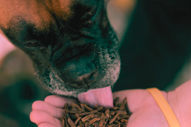 dog eating insect food