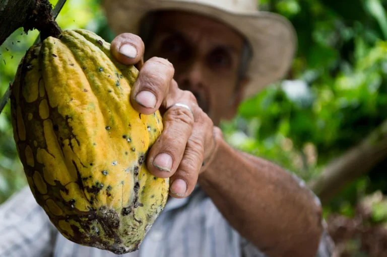 Raw Cacao Bars: A Nutrient-Rich Indulgence cocoa-organic-coffee