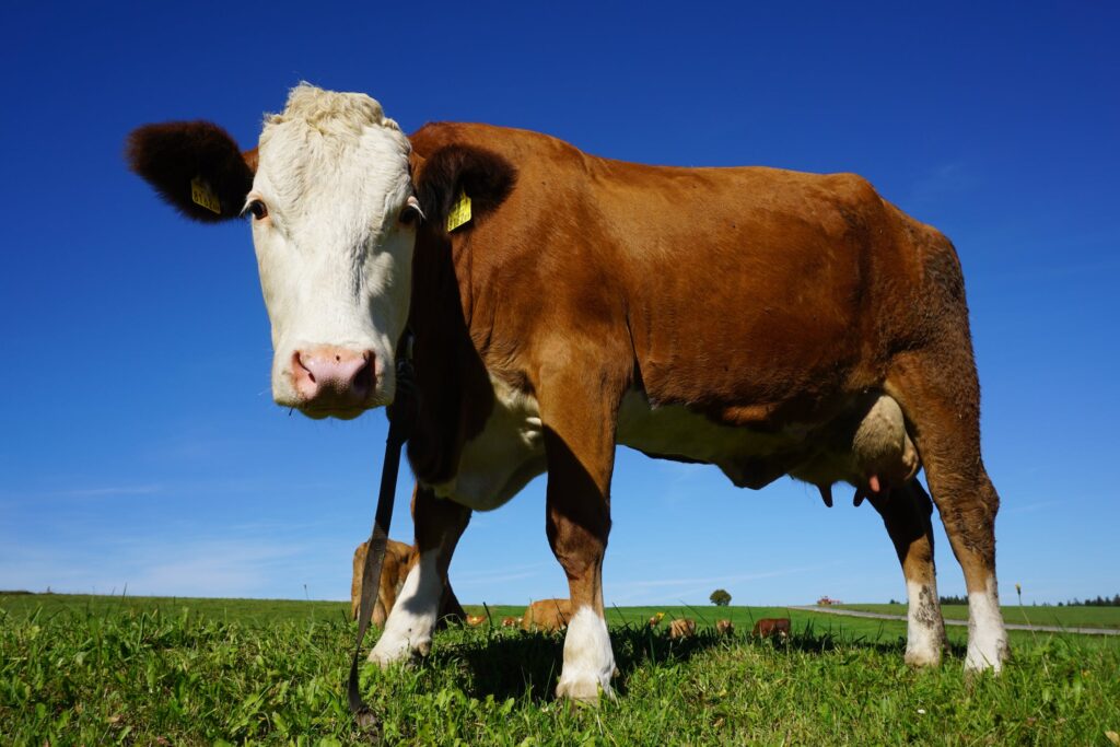 organic-milk-cow