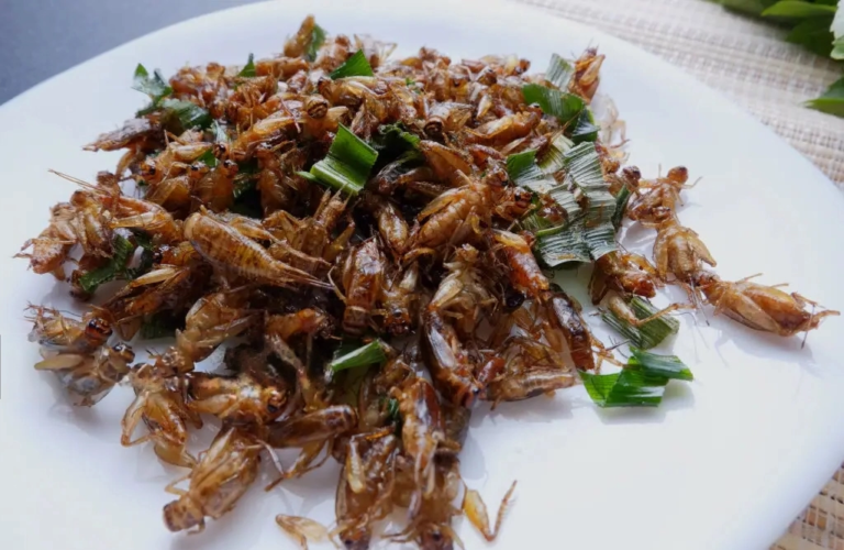 Insect-Based Pet Food: A Sustainable, Eco-Friendly, and Wallet-Friendly Choice insect-protein-fotor-20230923171740