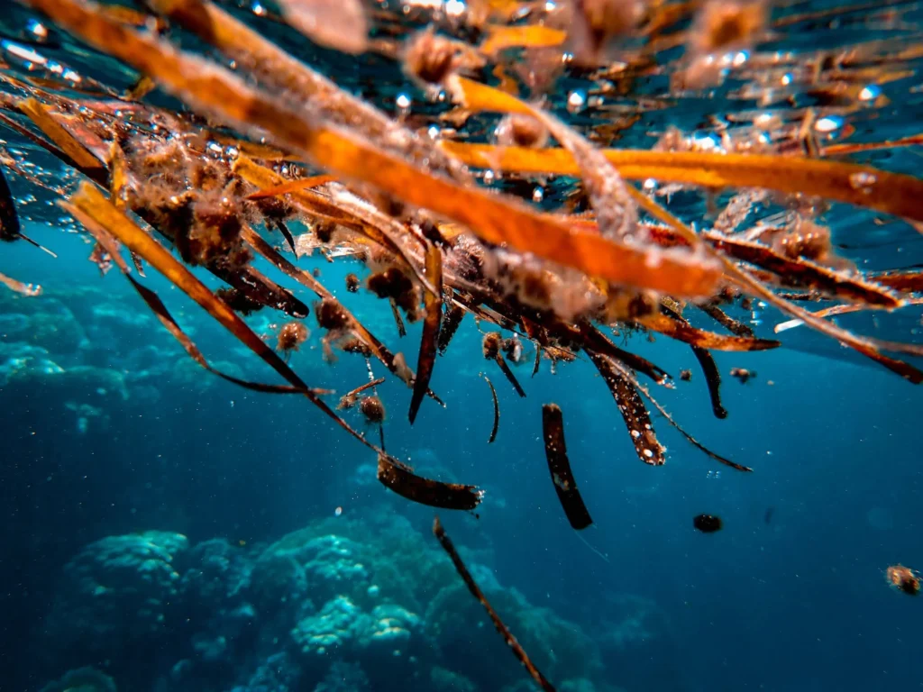 brown-organic-seaweed