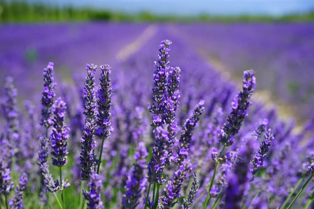lavender-edible-flower