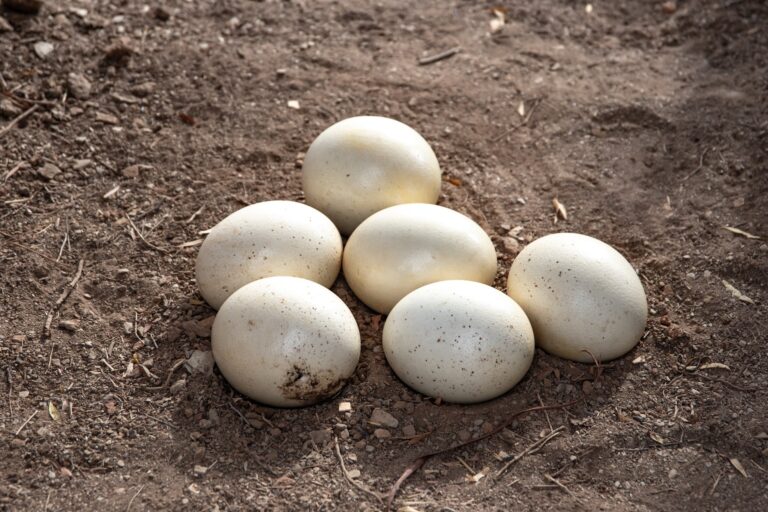 organic-eggs-featured