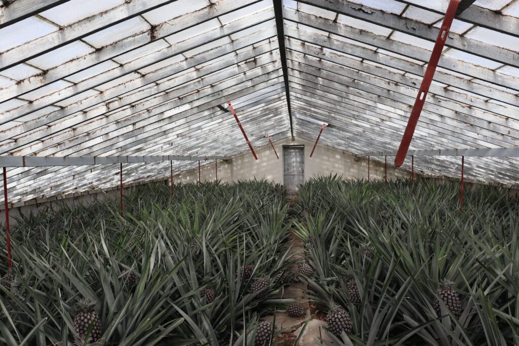farming organic pineapple