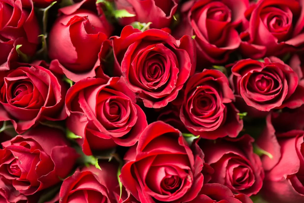 roses-