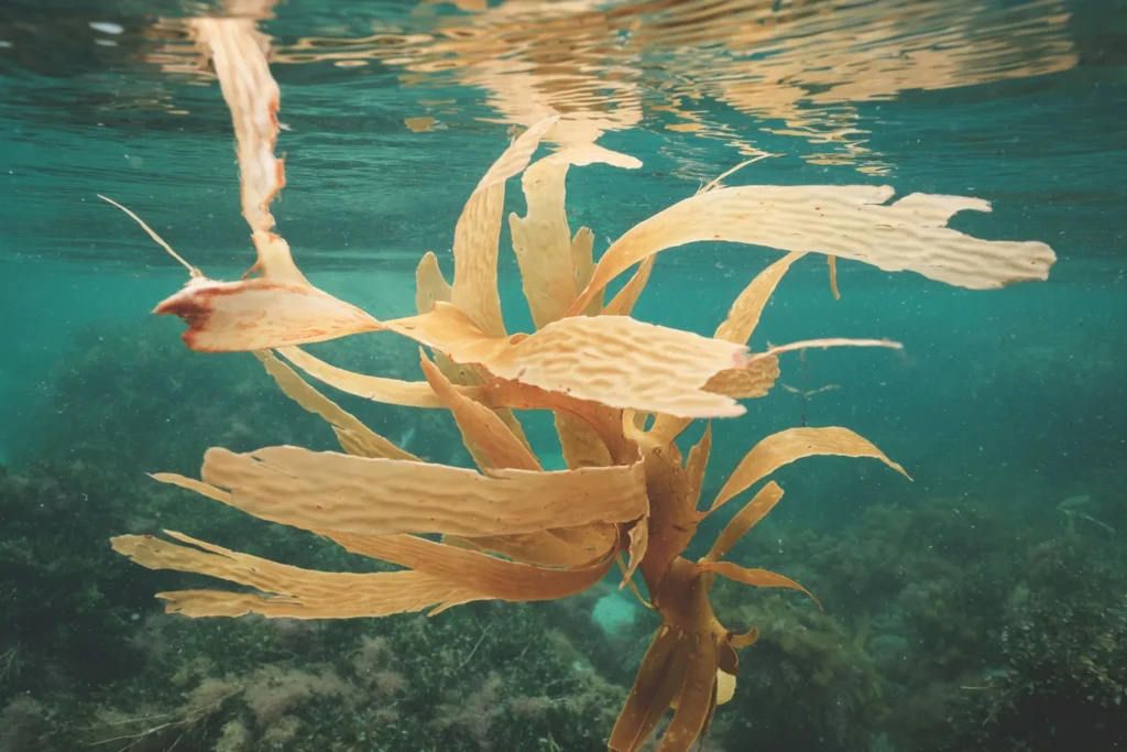 underwater-seaweed-cultivation
