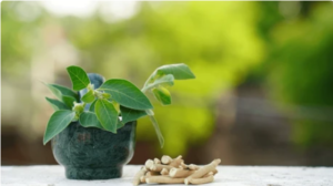 Screenshot 2023-11-14 at 16-47-54 3 695 Ashwagandha Images Stock Photos 3D objects & Vectors Shutterstock