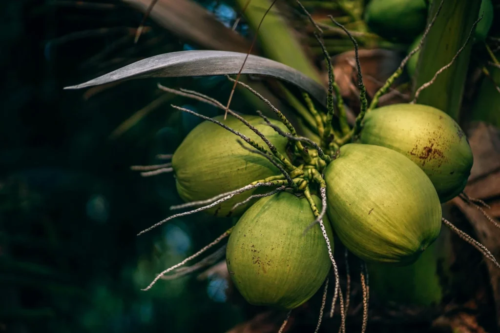 coconut sugar organic nutrition