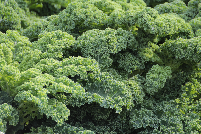 Organic Kale Powder: All the benefits of Kale - powdered Screenshot 2023-12-05 at 20-04-08 Photo by Pixabay on Pexels