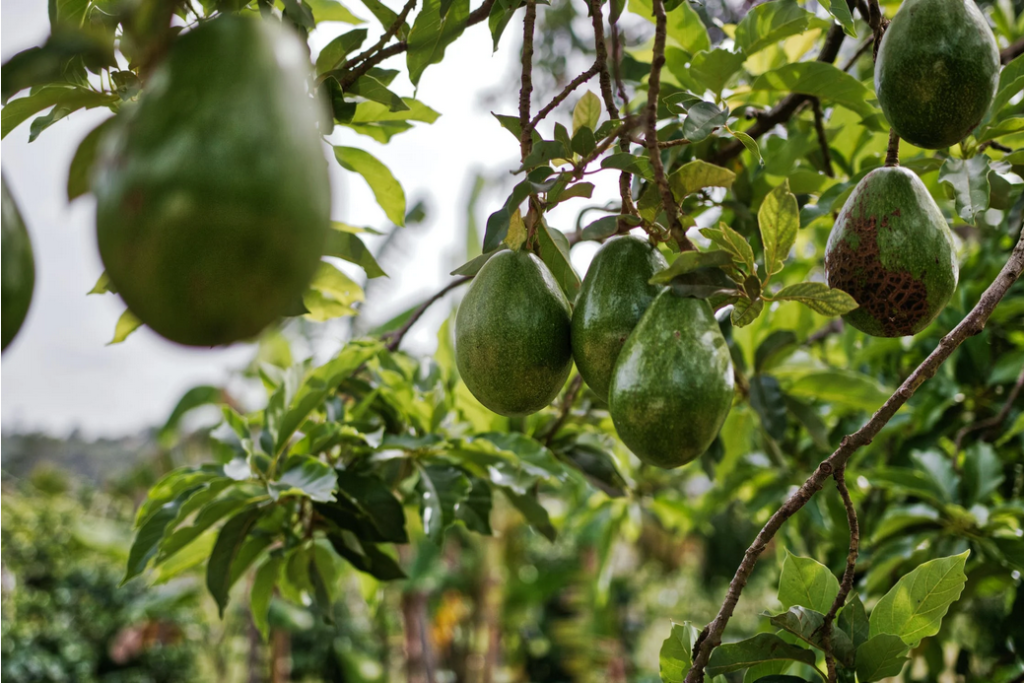 organic avocado farming