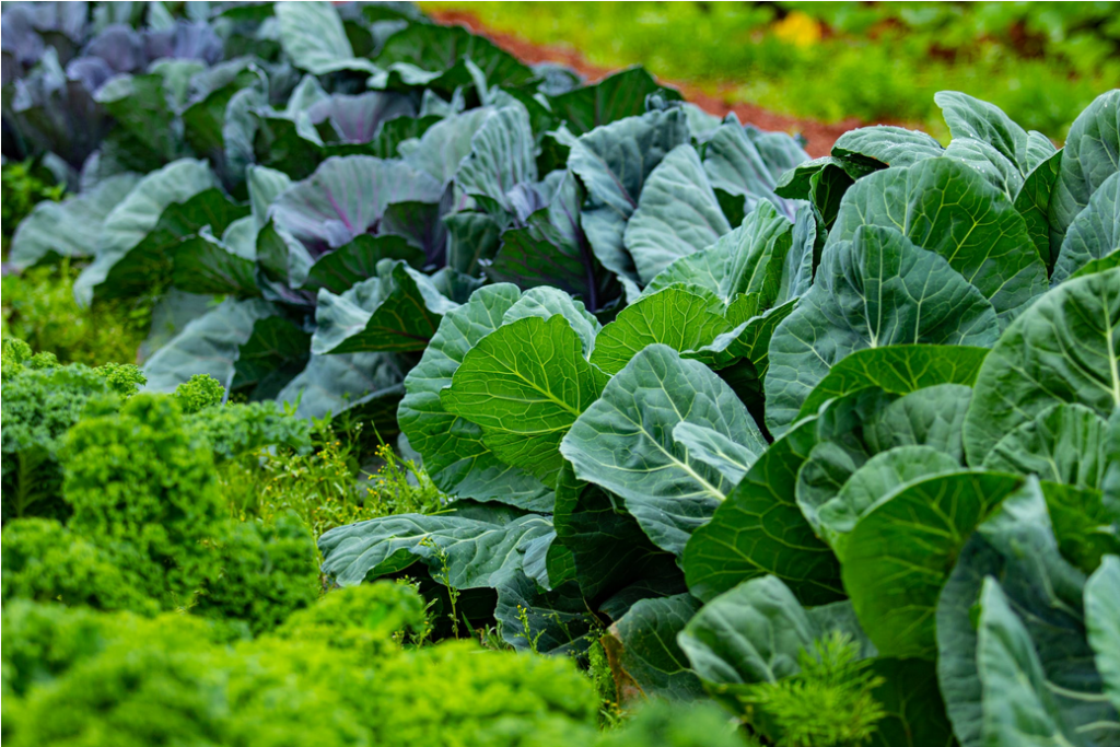 organic kale farm