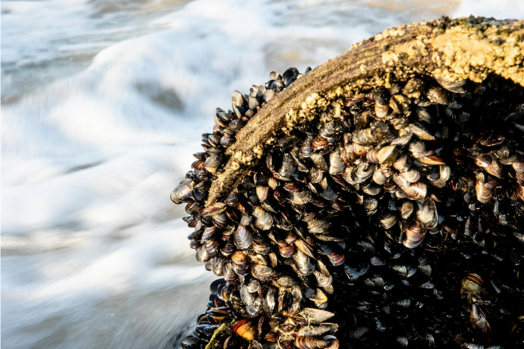 raw mussels source