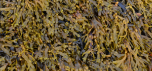 bladderwack seaweed benefits
