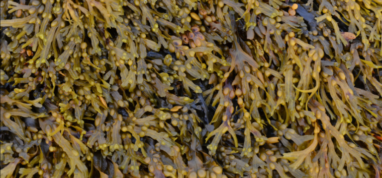 How Bladderwrack Seaweed is Good for You and the Environment bladderwack seaweed benefits