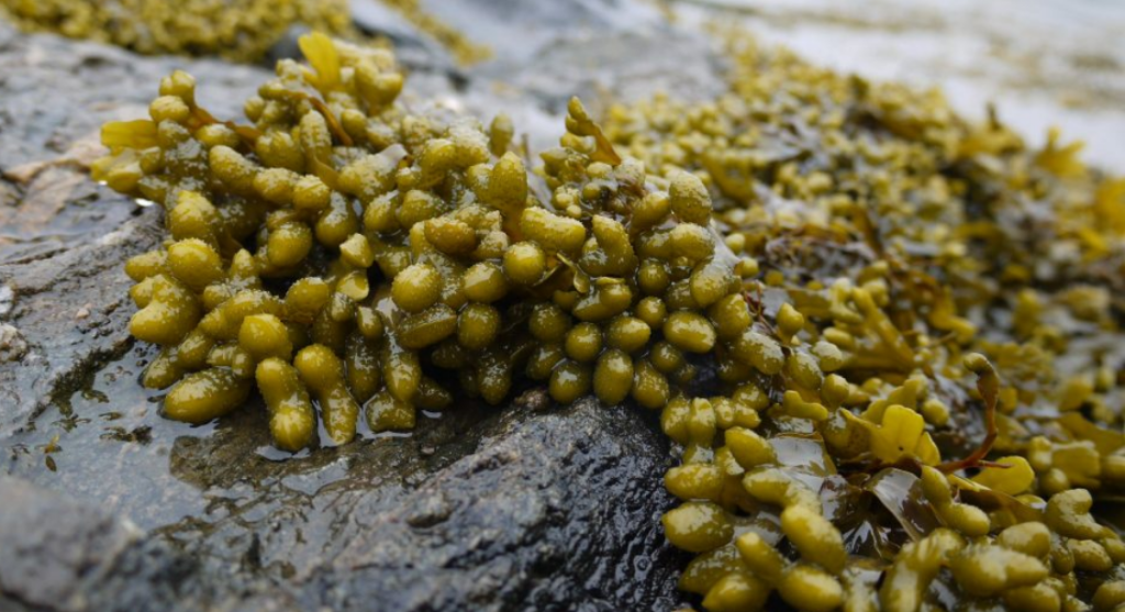 bladderwrack seaweed benefits