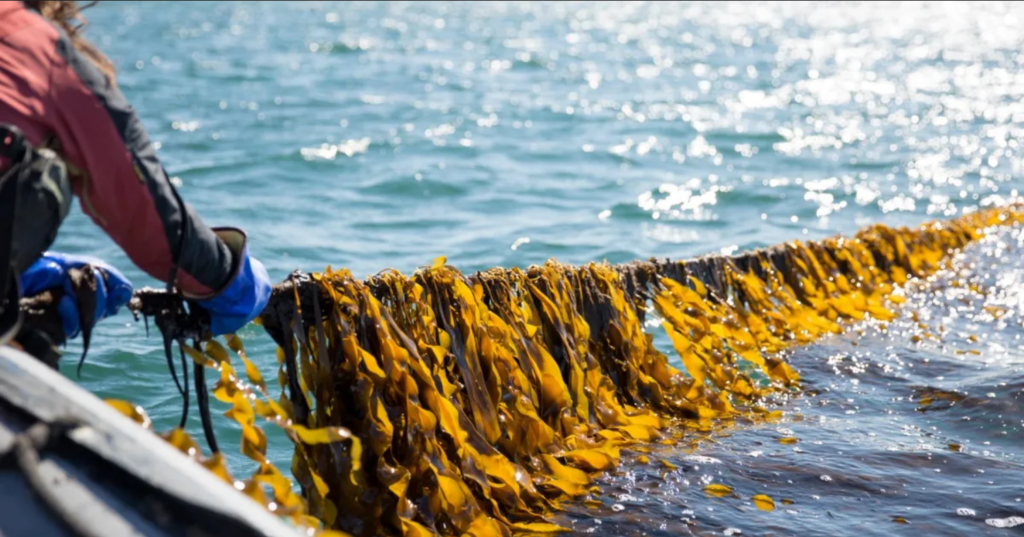 bladderwrack farming benefits