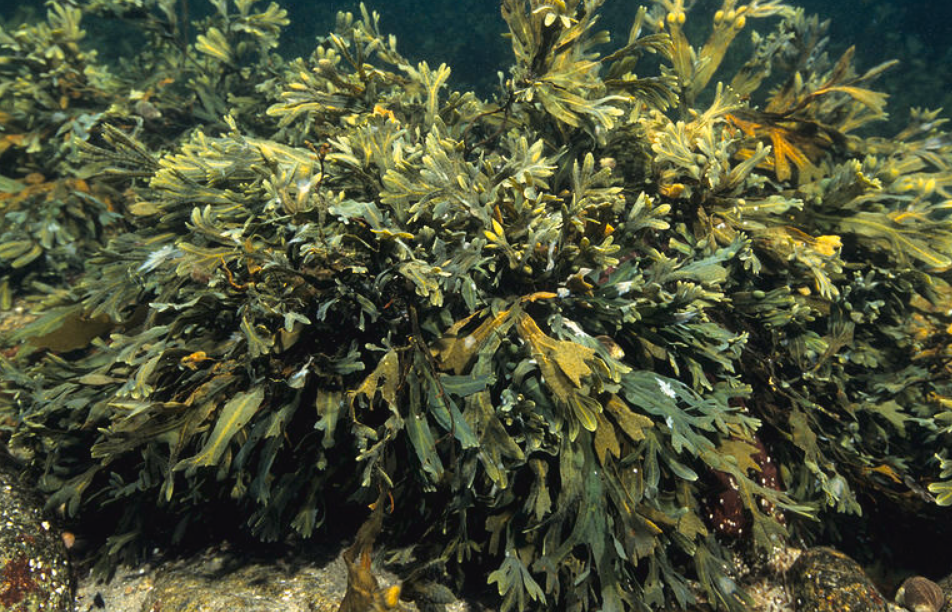  underwater  bladderwrack seaweeedbenefits