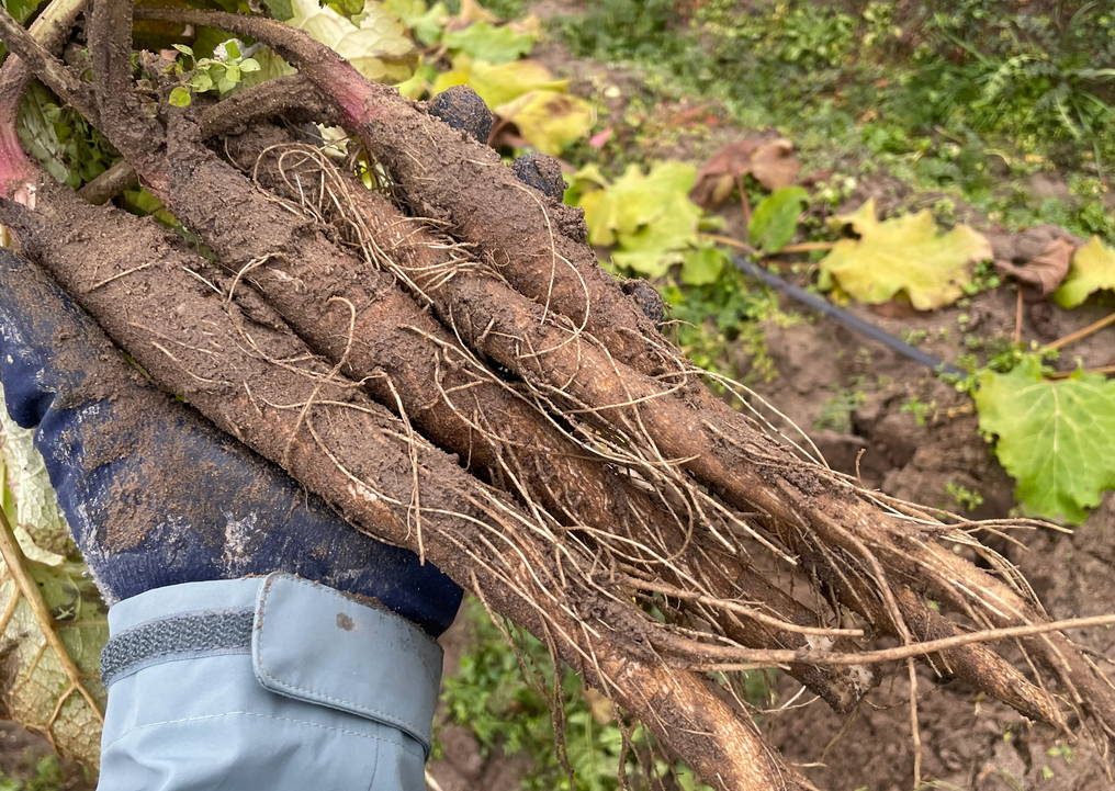 burdock root agriculture benefits