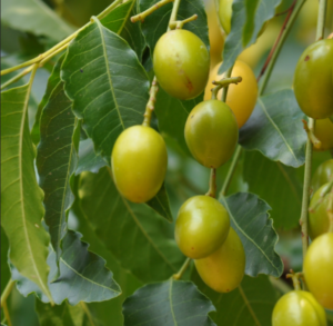 neem oil fruit