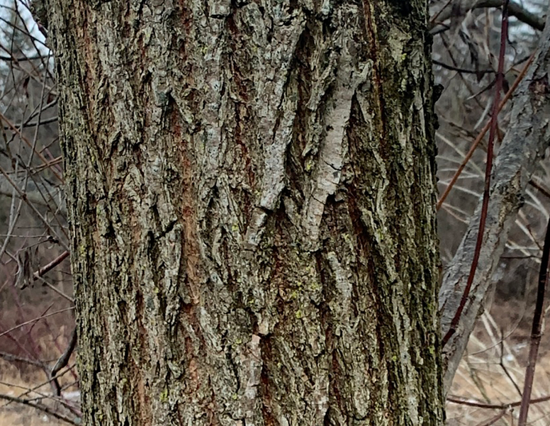 willow bark natural painkiller