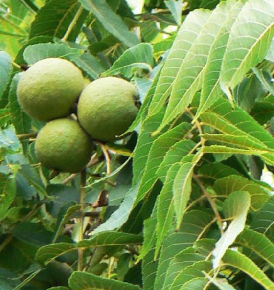 african walnut tree