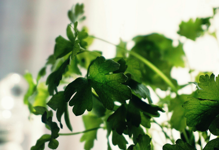 cilantro