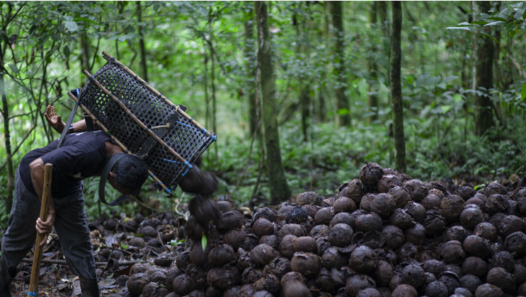 organic brazil nut farming