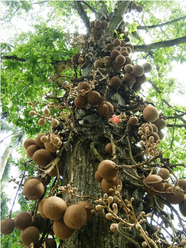 organic brazil nut tree