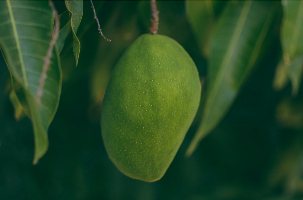 mango green leaves 