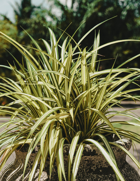 House Plants That Purify Air Spider Plant