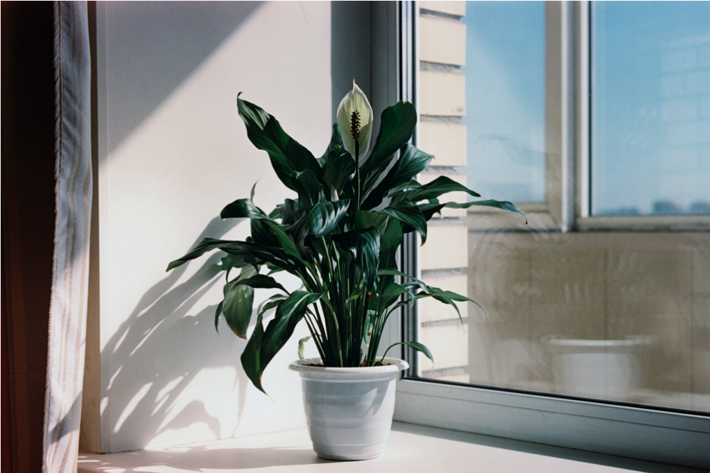 House Plants That Purify Air Peace Lily