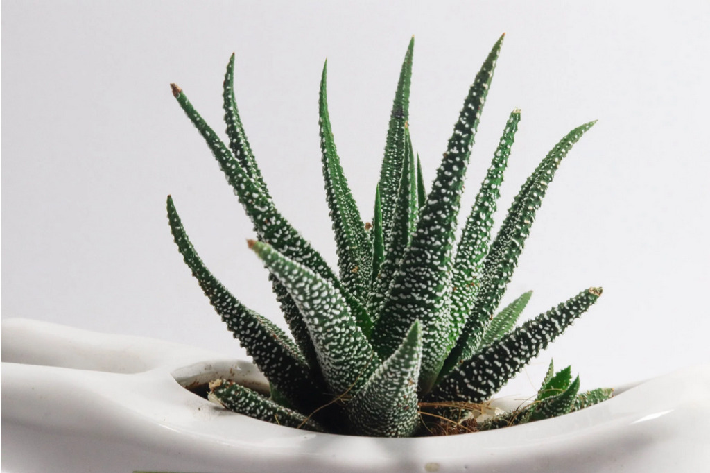 House Plants That Purify Air Aloe Vera