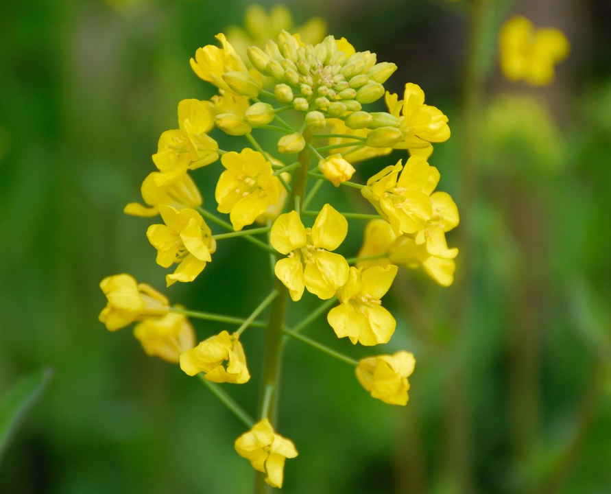mustard flower with seeds