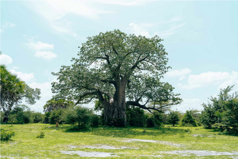 Baobab Tree Leaves: Benefits, Nutrition, Culinary Uses & Where to Buy image-88