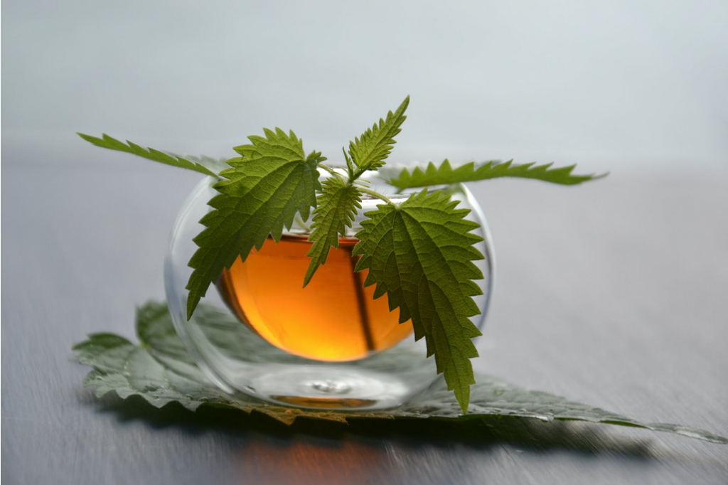 organic nettle leaf herb tea