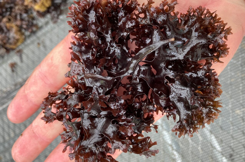 irish sea moss in hand