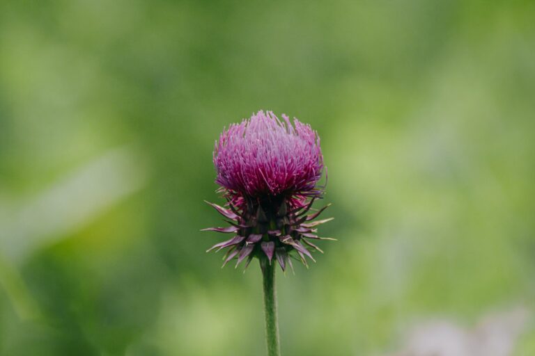 milk thistle