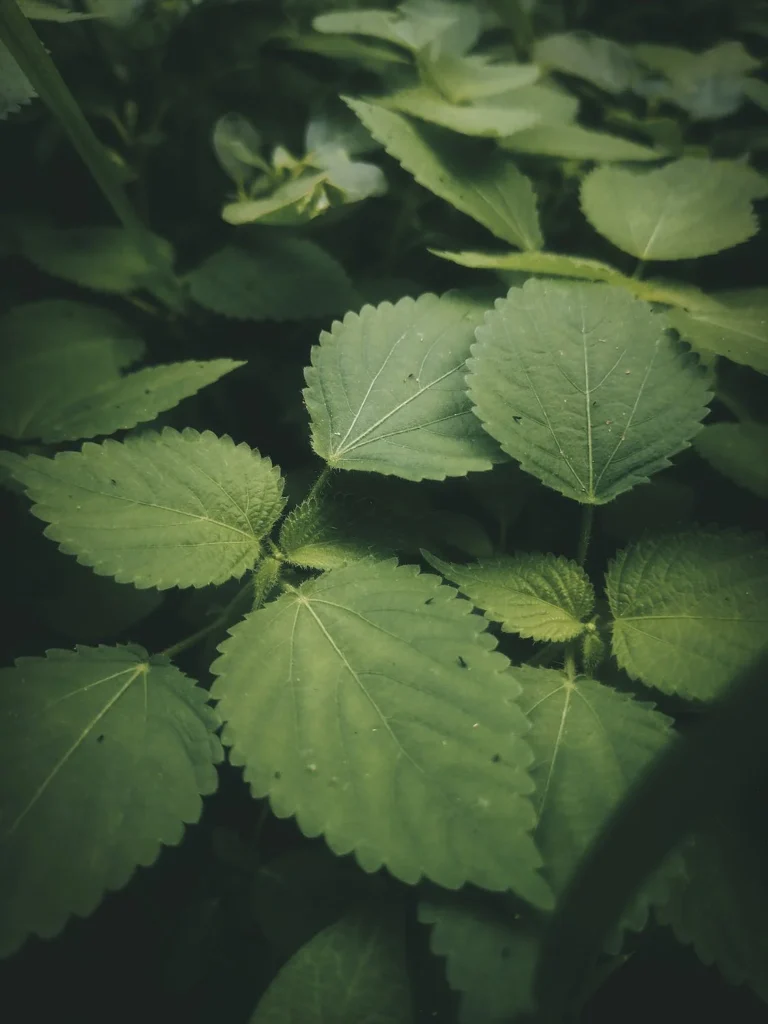 organic nettle leaf herb