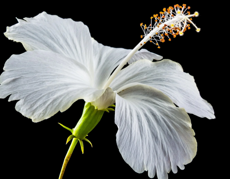 hibiscus