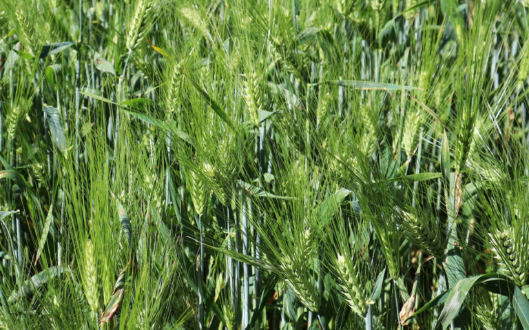 Regenerative Agriculture: What Is It and Is It Sustainable? regenerative agriculture