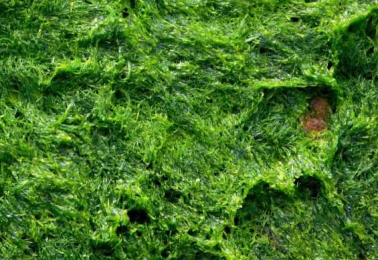 spirulina