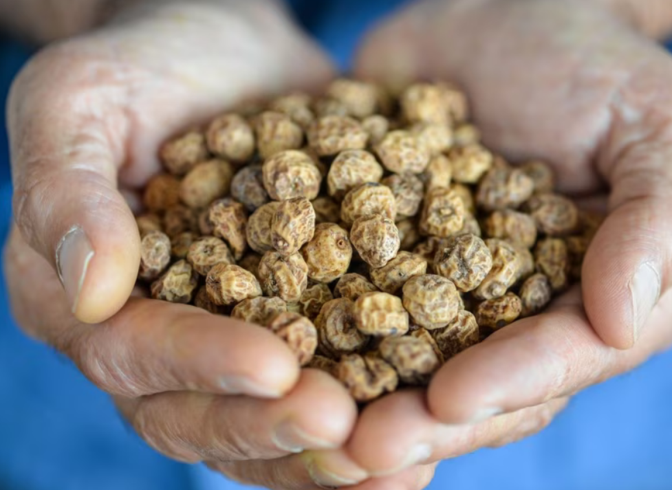 organic tiger nuts in hands